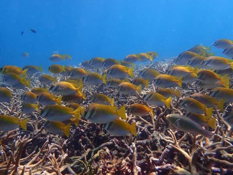 Koh Samui: Koh Tao & Koh Nang Yuan Snorkel Trip with Lunch - What Makes This Tour Stand Out