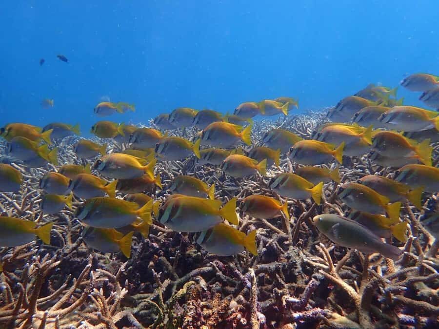 Koh Samui: Koh Tao & Koh Nang Yuan Snorkel Trip with Lunch - What Makes This Tour Stand Out
