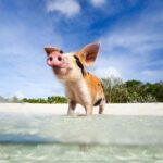 Koh Samui: Private Speedboat Tour to Koh Madsum and Koh Tan - An In-Depth Look at the Tour Experience