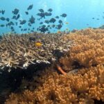 Koh Tao: Beginner Scuba Diving Experience with Gear - Why This Tour Offers Great Value