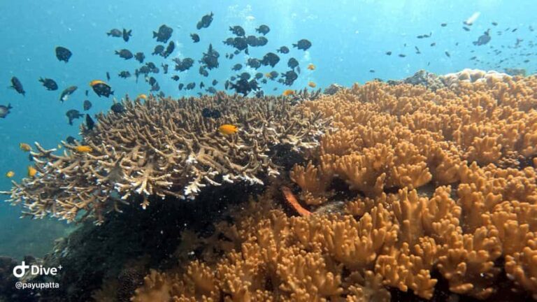 Koh Tao: Beginner Scuba Diving Experience with Gear - Why This Tour Offers Great Value