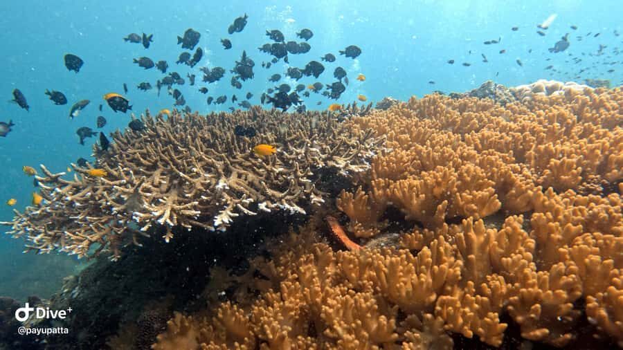 Koh Tao: Beginner Scuba Diving Experience with Gear - Why This Tour Offers Great Value