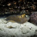 Koh Tao: Private Basic Diver Experience with 2 Dives - An Honest Look at the Private Basic Diver Experience