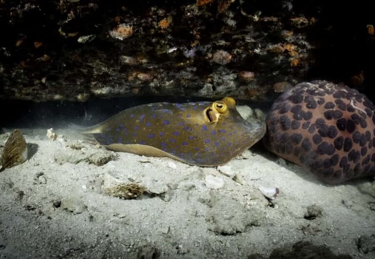 Koh Tao: Private Basic Diver Experience with 2 Dives - An Honest Look at the Private Basic Diver Experience