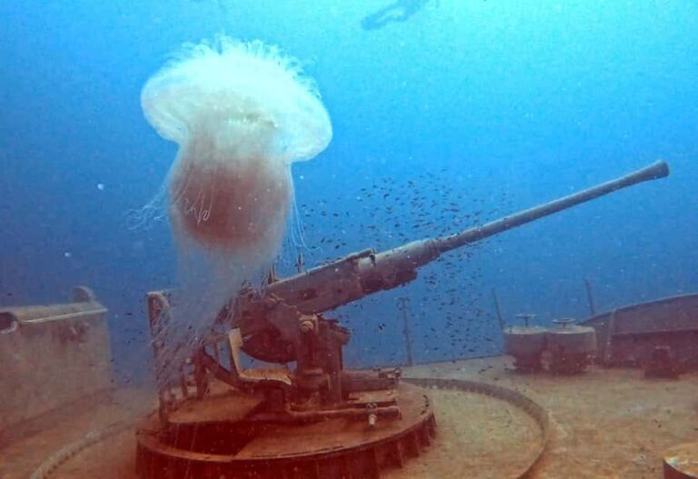 Koh Tao: SCUBA Open water certification - The Experience Provider and Group Dynamics