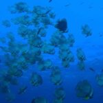 Koh Tao: Try Scuba Diving Experience + Hotel Pickup 2-dives - An In-Depth Look at the Koh Tao Try Scuba Experience