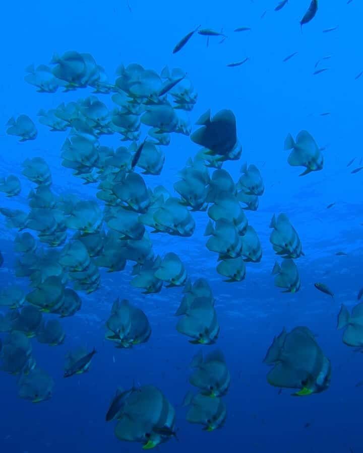 Koh Tao: Try Scuba Diving Experience + Hotel Pickup 2-dives - An In-Depth Look at the Koh Tao Try Scuba Experience