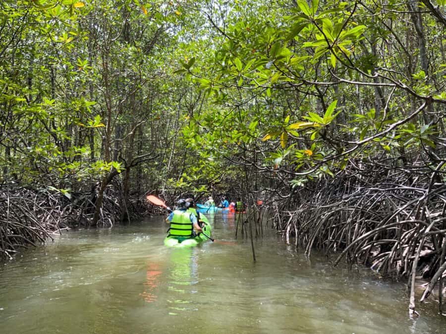Koh Yao Yai : Mangrove Kayaking Adventure - An Introduction to the Koh Yao Yai Mangrove Kayaking Adventure