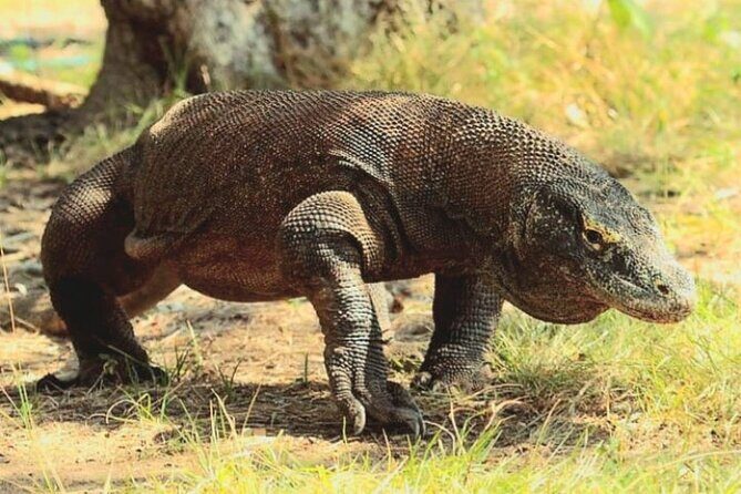 Komodo Island 2 Days 1 Night Tour with Flights from Bali - Experience and Itinerary Breakdown