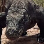 Komodo Island Shore Excursion for Cruise Ship Passengers - Who Would Love This Tour?