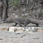 Komodo Island Tour Packages - Practical Details and What to Expect