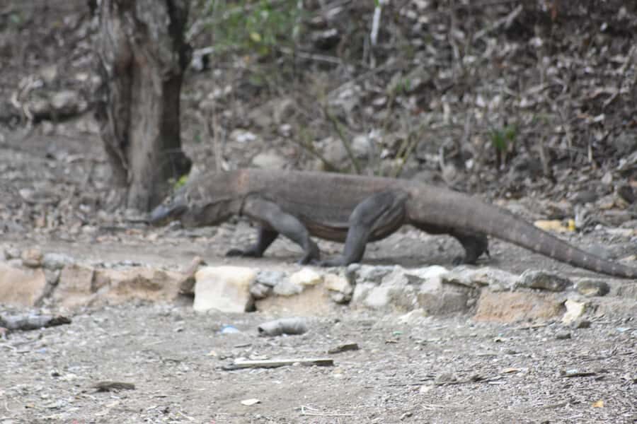 Komodo Island Tour Packages - Practical Details and What to Expect
