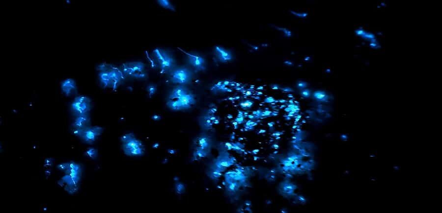 Kota Kinabalu: 5-in-1 Kinabalu View, Fire Show, Blue Tear - A Detailed Look at What to Expect