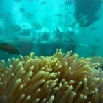 Kota Kinabalu: Seawalking, Snorkelling, Leisure Beach - What Makes This Tour Stand Out?