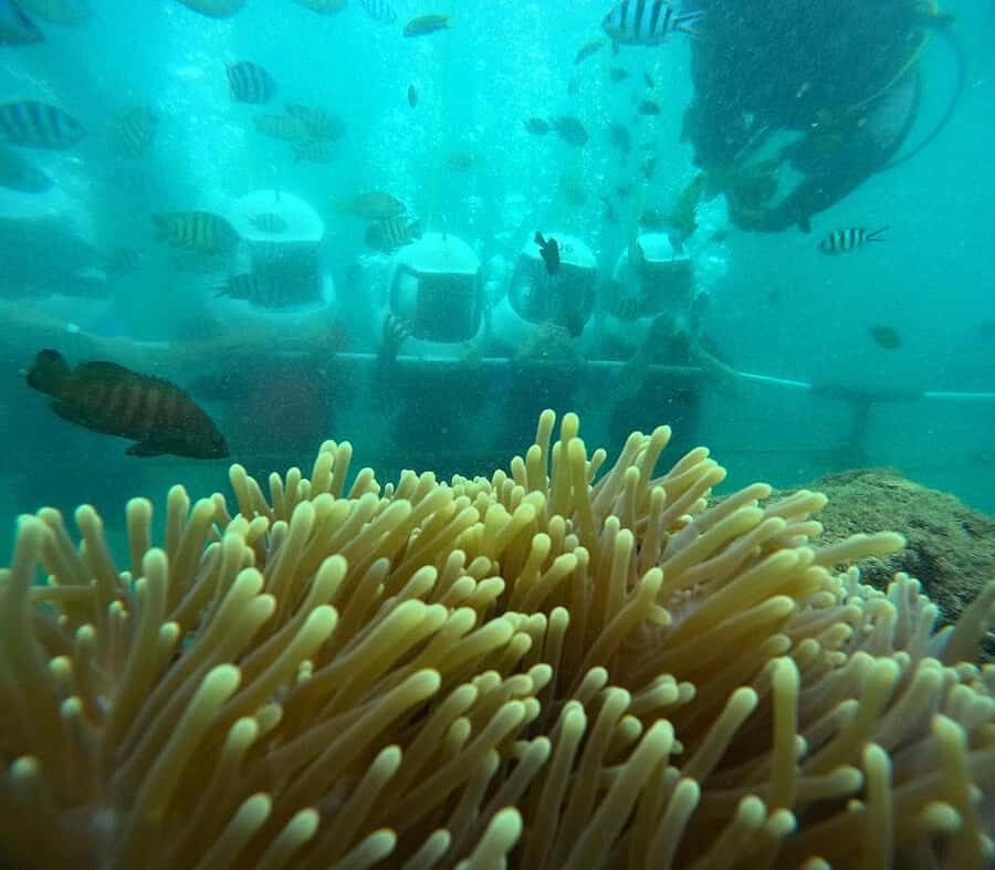 Kota Kinabalu: Seawalking, Snorkelling, Leisure Beach - What Makes This Tour Stand Out?