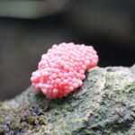 Krabi: Aoluek Birdwatching, Caves, and River Tour - Cave and River Exploration