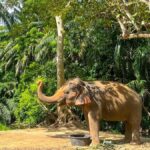 Krabi: Elephant Sanctuary Tour - Feeding & Painting Activity - What to Expect: A Step-by-Step Journey