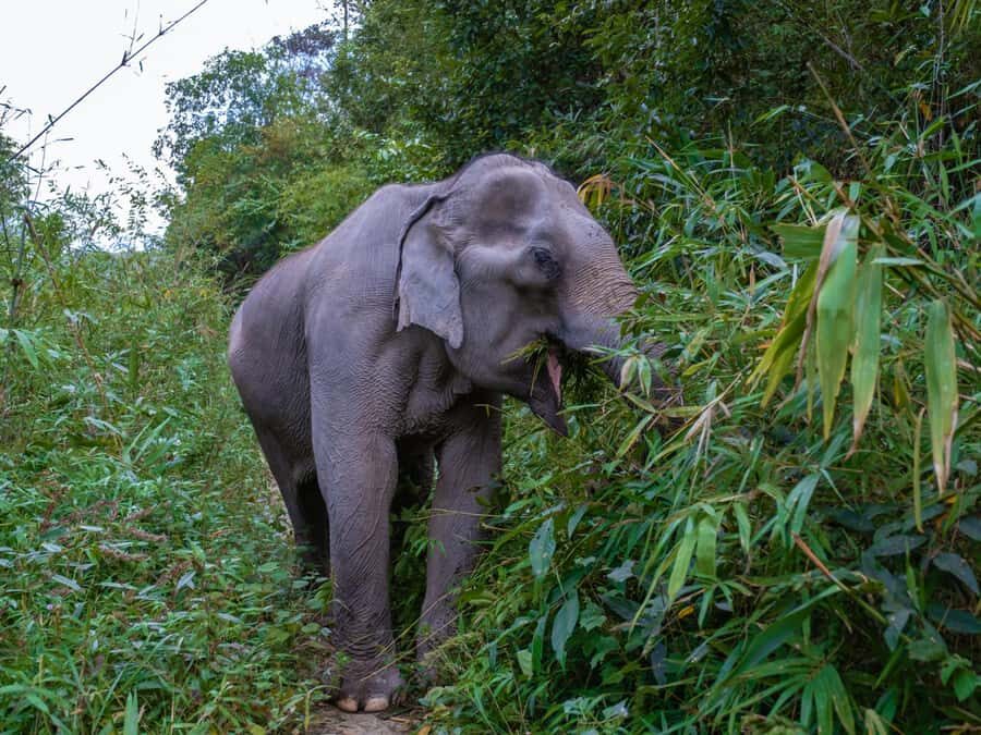 Krabi: Ethical Elephant Care Experience with Hotel Transfer - The Guides and Their Role