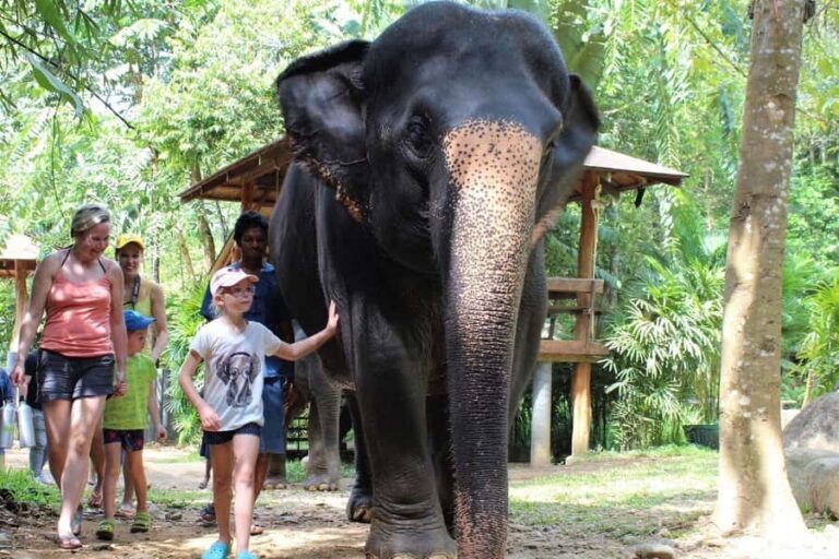 Krabi: Ethical Elephant Sanctuary Experience - Why This Tour Works