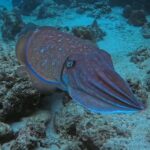 Krabi: Green Freediving Tour with Lunch and Transfer - Detailed Breakdown of the Itinerary