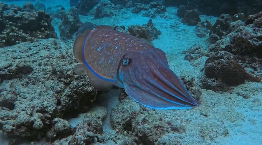 Krabi: Green Freediving Tour with Lunch and Transfer - Detailed Breakdown of the Itinerary