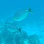 Krabi: Lazy Similan Islands Tour by Speedboat & Buffet Lunch - What Makes This Tour Stand Out?