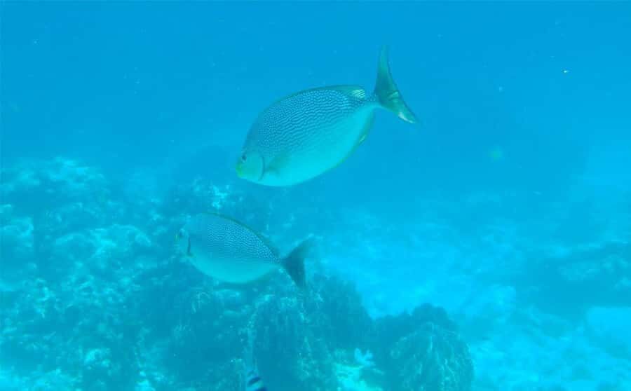 Krabi: Lazy Similan Islands Tour by Speedboat & Buffet Lunch - What Makes This Tour Stand Out?