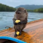 Krabi: Mangroves and Khao Kanab Nam Cave Tour with Lunch - What Makes This Tour Stand Out