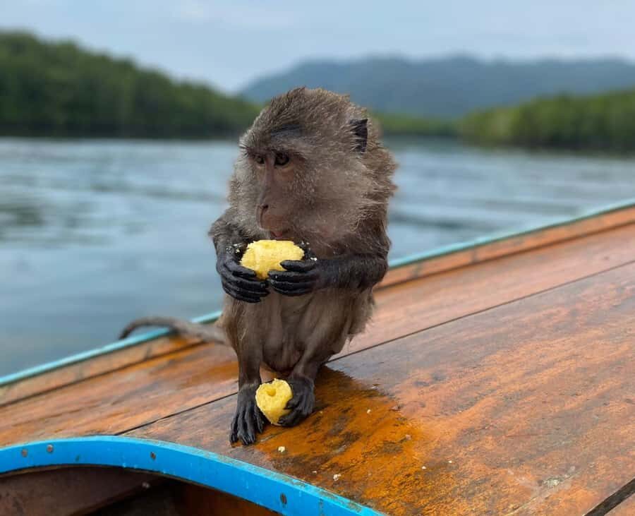 Krabi: Mangroves and Khao Kanab Nam Cave Tour with Lunch - What Makes This Tour Stand Out