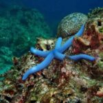 Krabi: Rok & Haa Islands Tour by Speedboat & Buffet Lunch - An In-Depth Look at the Tour