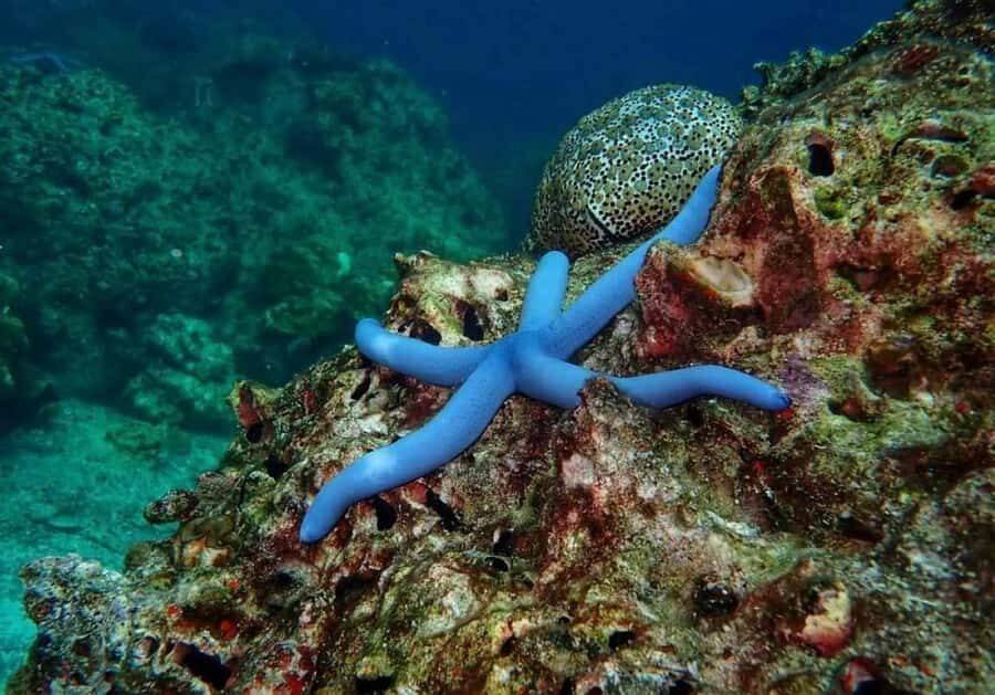 Krabi: Rok & Haa Islands Tour by Speedboat & Buffet Lunch - An In-Depth Look at the Tour