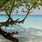 Krabi: Similan Islands Day Trip by Speedboat & Buffet Lunch - The Value of This Experience