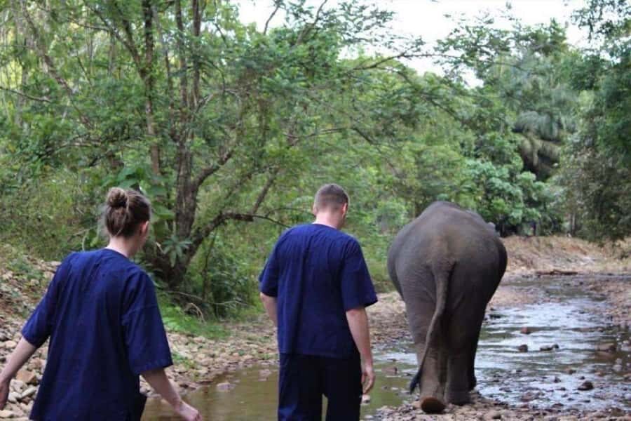 Krabi: Unique Dusk Ethical Elephant Sanctuary Experience - The Value of an Ethical Elephant Experience in Krabi