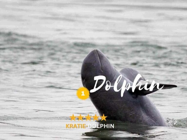 Kratie Dolphin Tour: Mekong Boat Trip, Villages & Sunset - Why Choose This Tour?