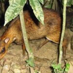 Kuala Lumpur Bus Tour Experience 3 Days - What’s Included and What to Consider