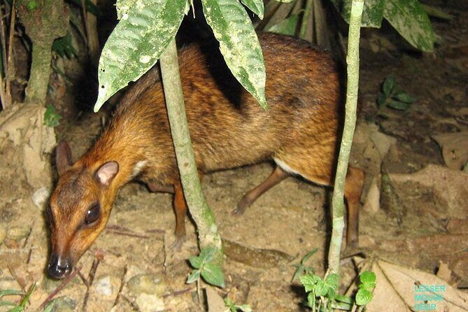 Kuala Lumpur Bus Tour Experience 3 Days - What’s Included and What to Consider