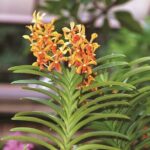 Kuala Lumpur Park Tour: Orchid Garden, Butterfly Park & Bird Park - What You Can Expect from the Tour