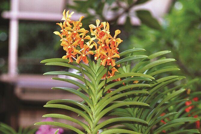 Kuala Lumpur Park Tour: Orchid Garden, Butterfly Park & Bird Park - What You Can Expect from the Tour