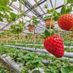 Kuala Lumpur to Cameron Highlands - Real Experiences and Authentic Insights