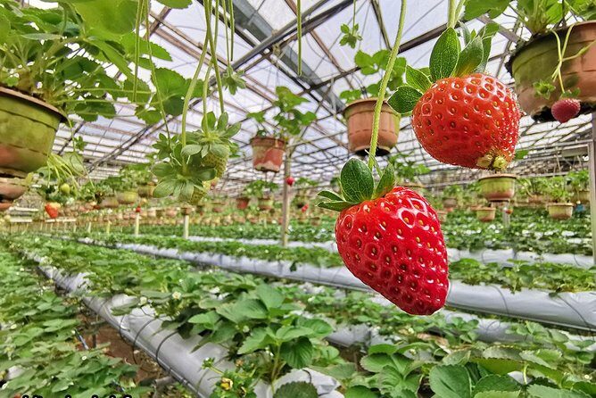 Kuala Lumpur to Cameron Highlands - Real Experiences and Authentic Insights