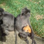 Kuala Selangor Firefly Boat Tour with Roundtrip Transfer from KL - What The Tour Includes and Excludes: An Honest Breakdown