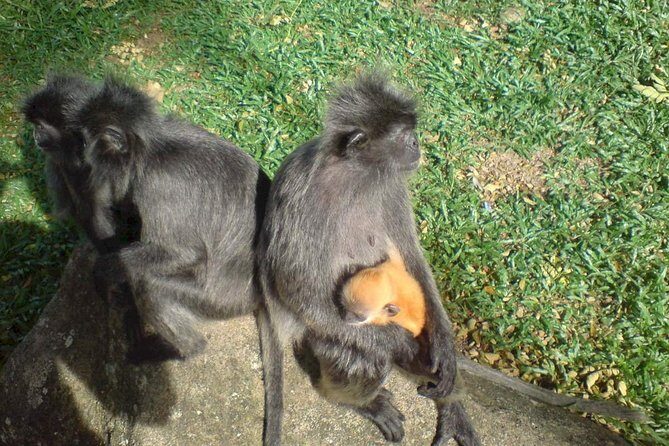 Kuala Selangor Firefly Boat Tour with Roundtrip Transfer from KL - What The Tour Includes and Excludes: An Honest Breakdown