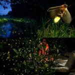 Kuala Selangor Firefly Tour - What to Expect on the Tour
