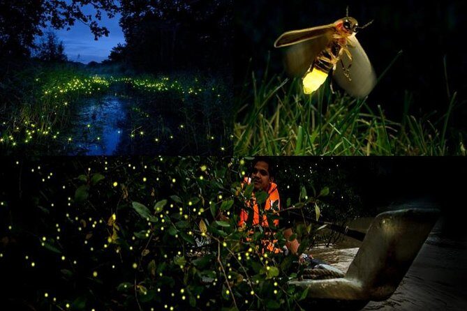 Kuala Selangor Firefly Tour - What to Expect on the Tour