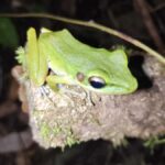 Kubah National Park: Night Frog Adventure - Behind the Scenes: Why This Tour Matters