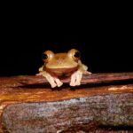 KUBAH NIGHT WALK : FROGGING & NOCTURNAL WILDLIFE - The Experience in Detail