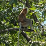 Kuching: Bako National Park 2-Day Wildlife Tour - Practicalities: What You Should Know