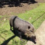 Kuching: Bako Wildlife & Permai Rainforest 2-Day Tour - Who Is This Tour Best Suited For?