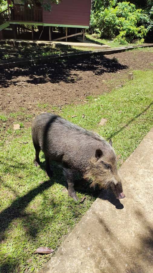 Kuching: Bako Wildlife & Permai Rainforest 2-Day Tour - Who Is This Tour Best Suited For?