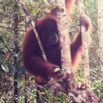 Kuching City Tour & Semenggoh Wildlife - What’s Included and What’s Not